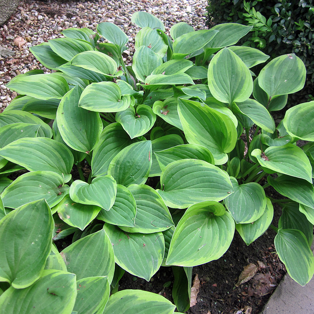 Funkie Golden Tiara, Hosta, Blattschmuck