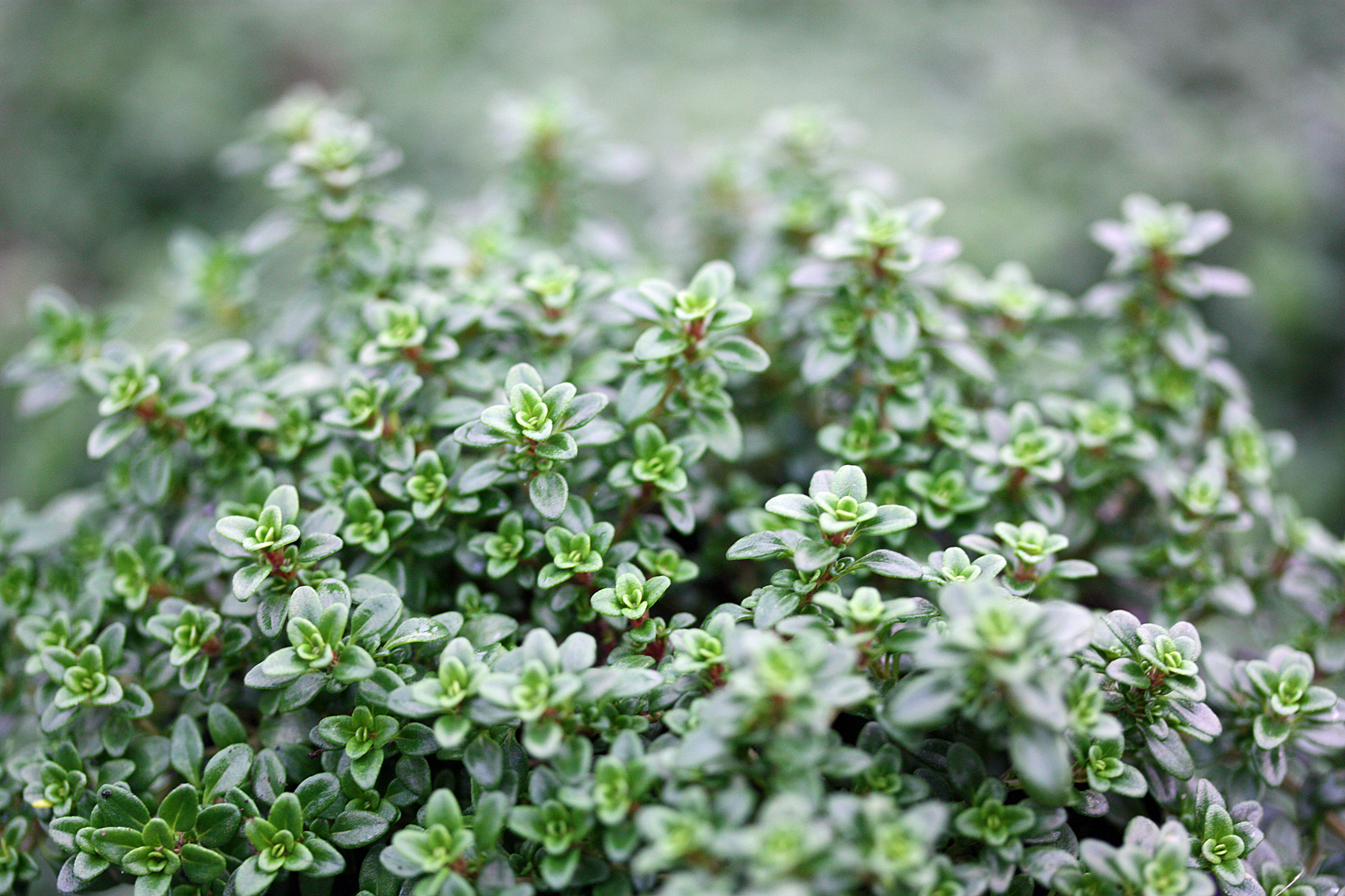 Thymian