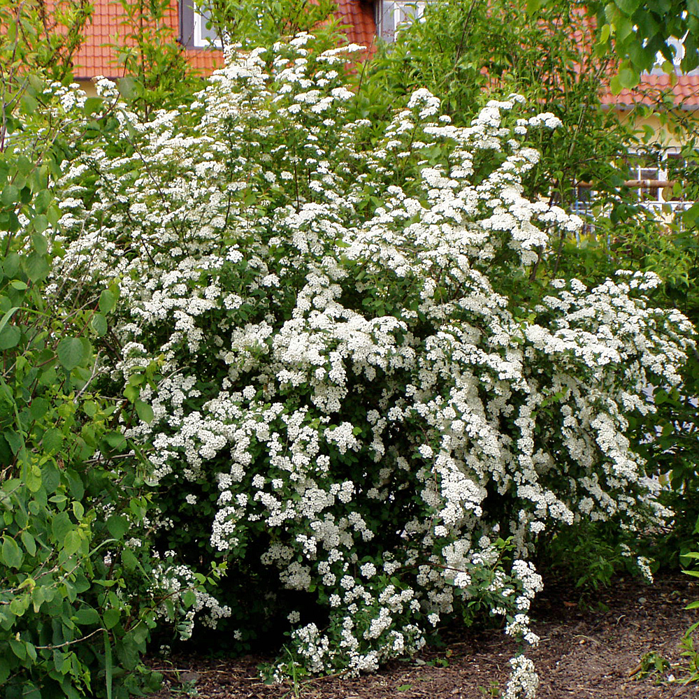 Rispenspiere Grefsheim, Blütenstrauch