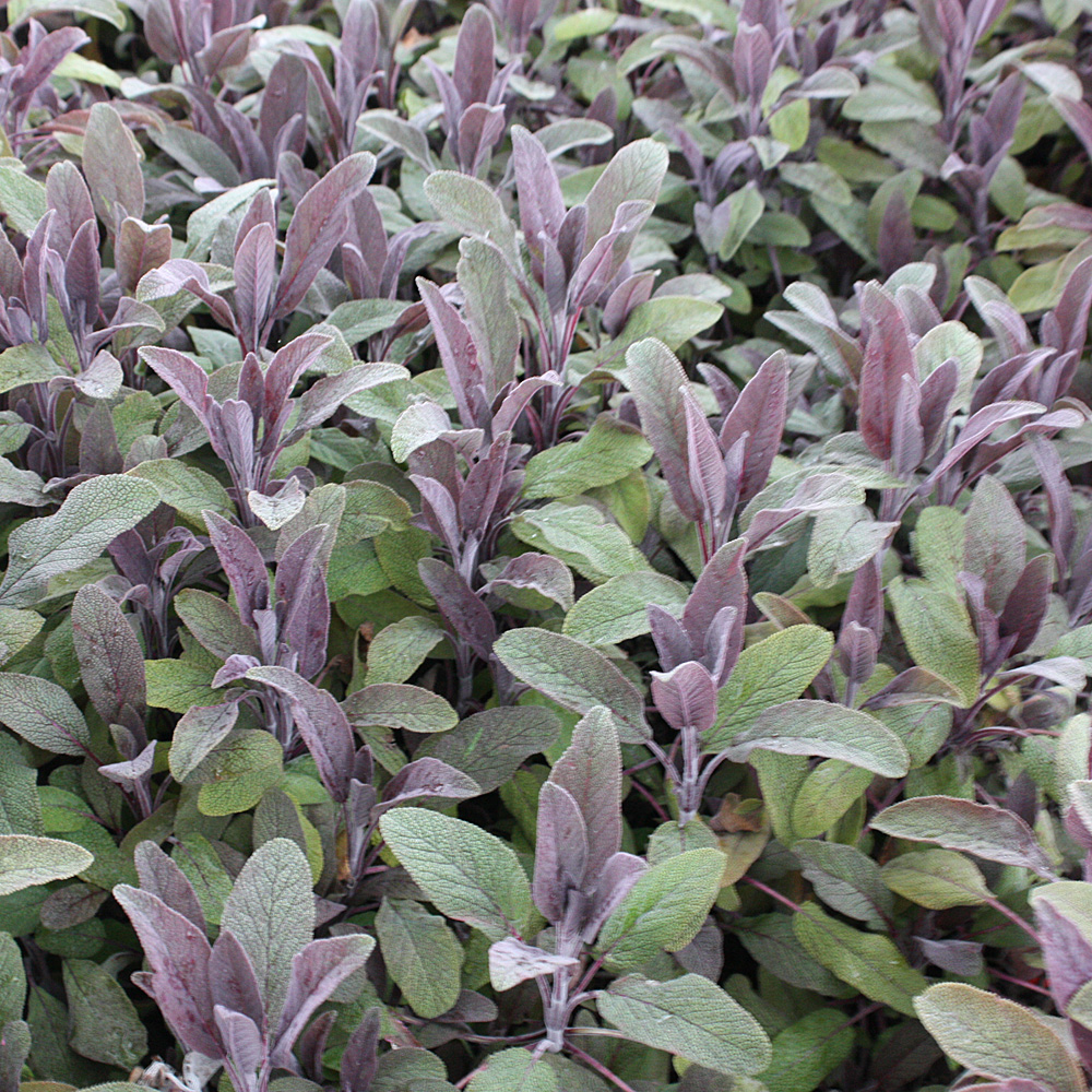 Salbei 'Purpurascens'