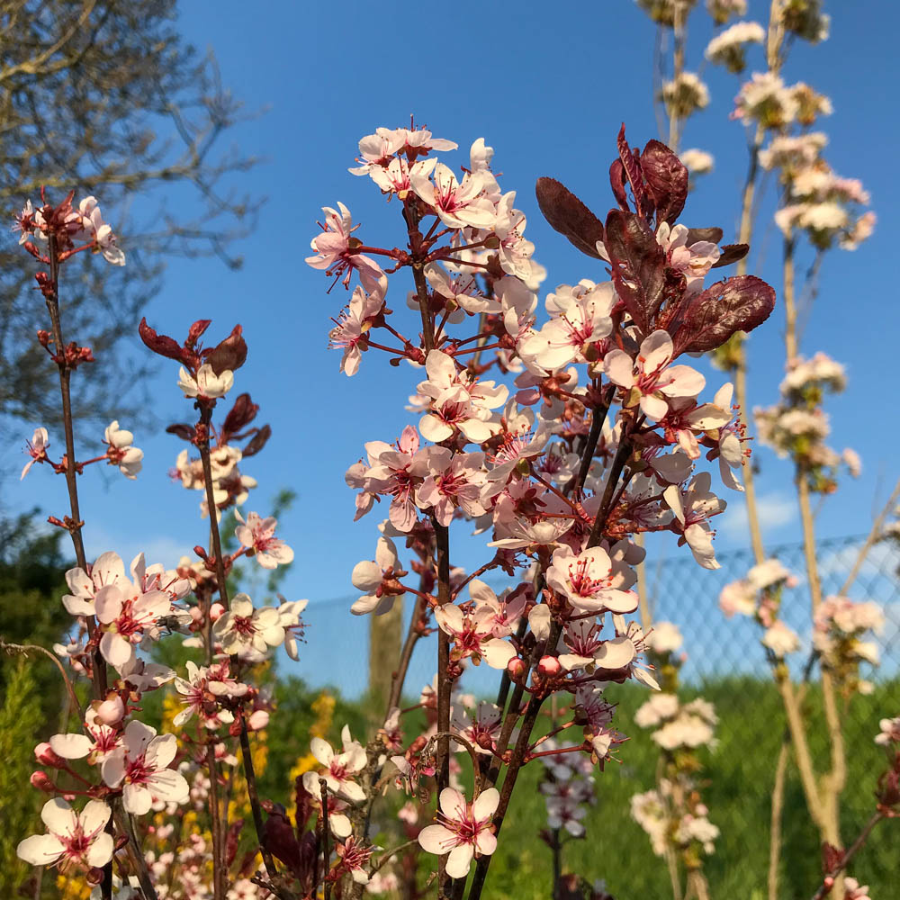 Blutpflaume, Zierstämmchen, Frühjahrsblüher