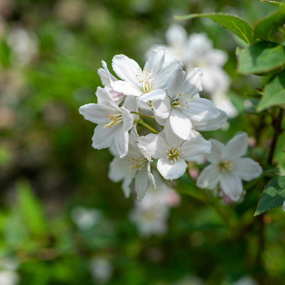 Kalmiendeutzie, Deutzia, Frühjahrsblüher