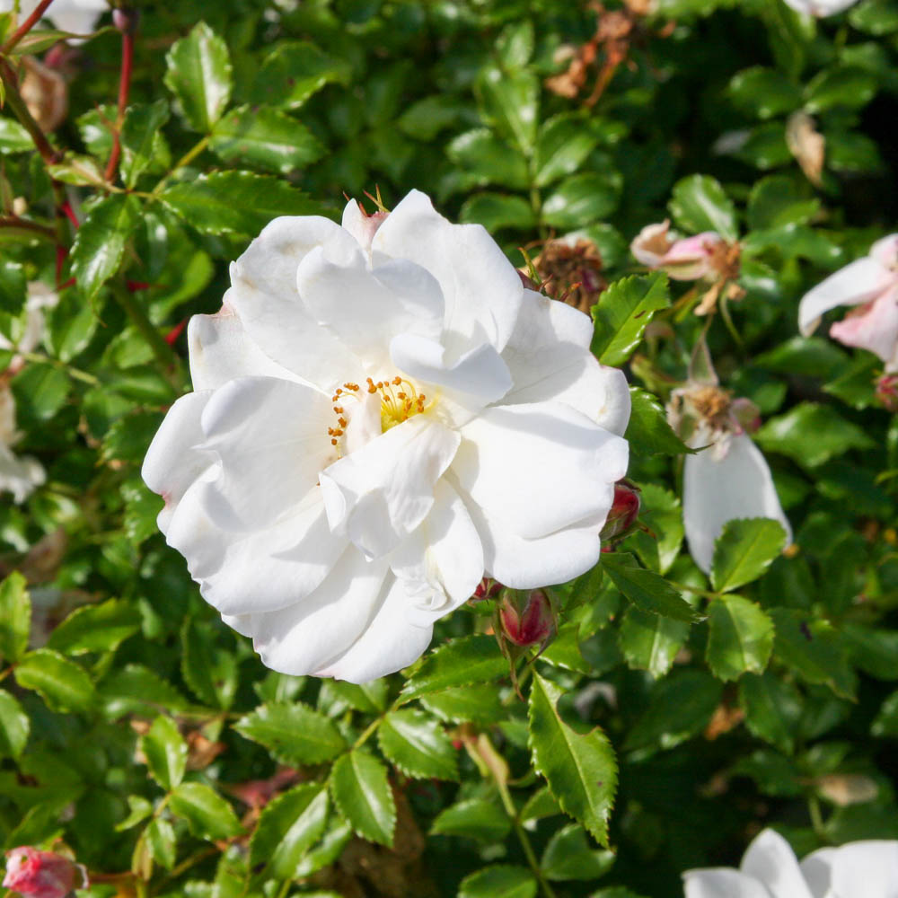 Bodendeckerrose 'Diamant'