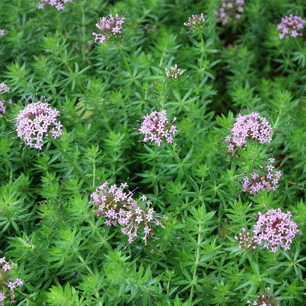 Rosenwaldmeister, Phuopsis, Bodendecker