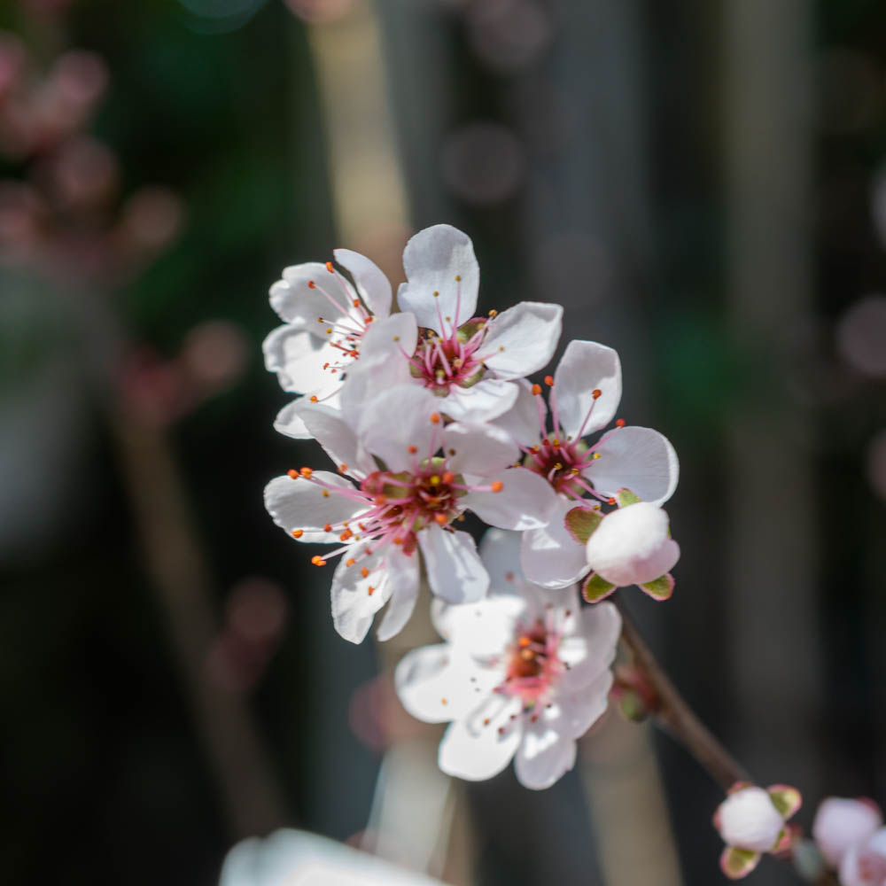 Blutpflaume, Zierstämmchen, Frühjahrsblüher
