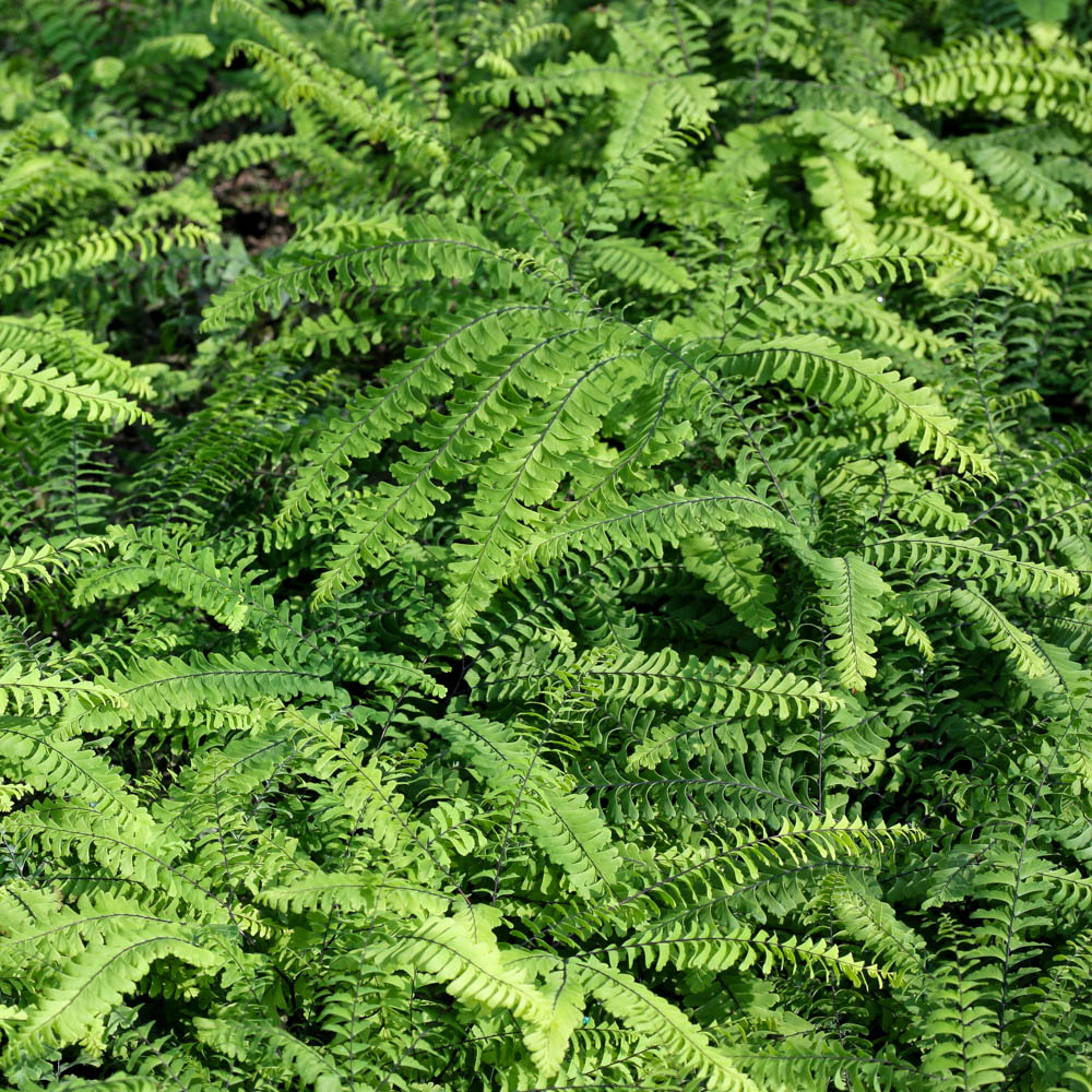 Pfauenradfarn 'Imbricatum'