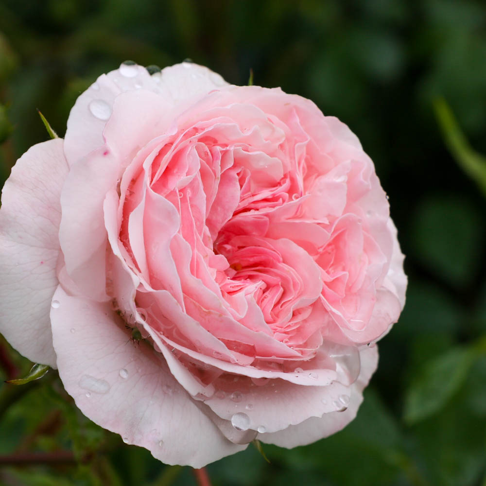 Bodendeckerrose 'Larissa' ®