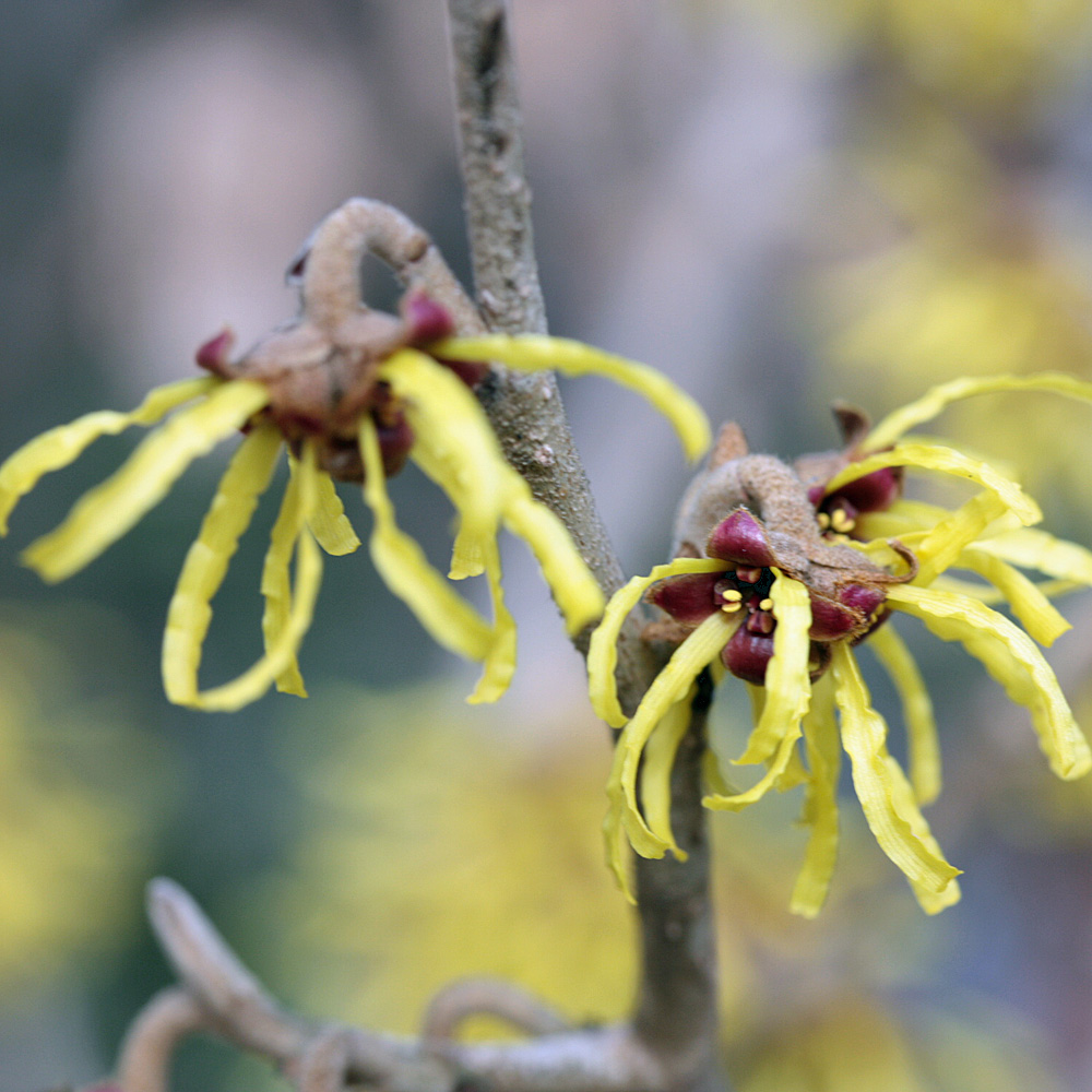 Zaubernuss, Westerstede, Winterblüte, 