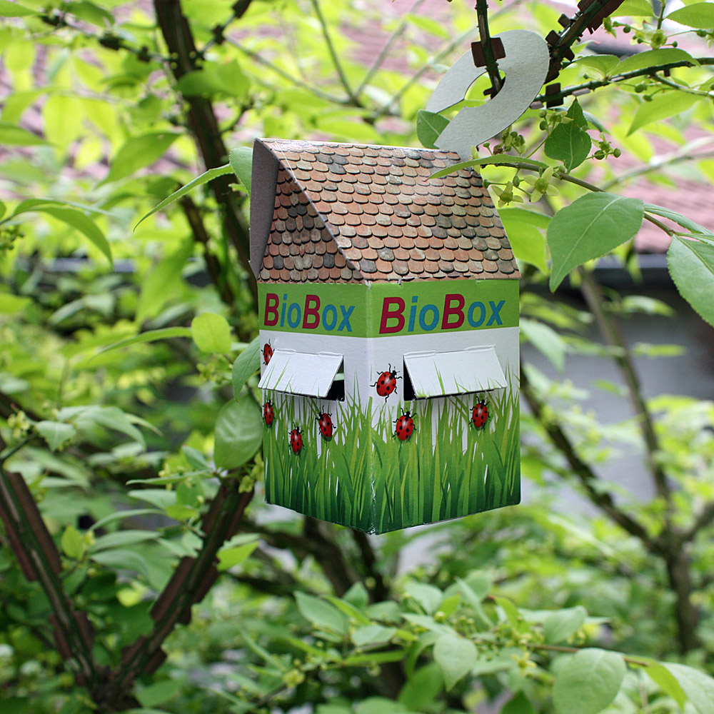Florfliegenlarven in Buchweizen