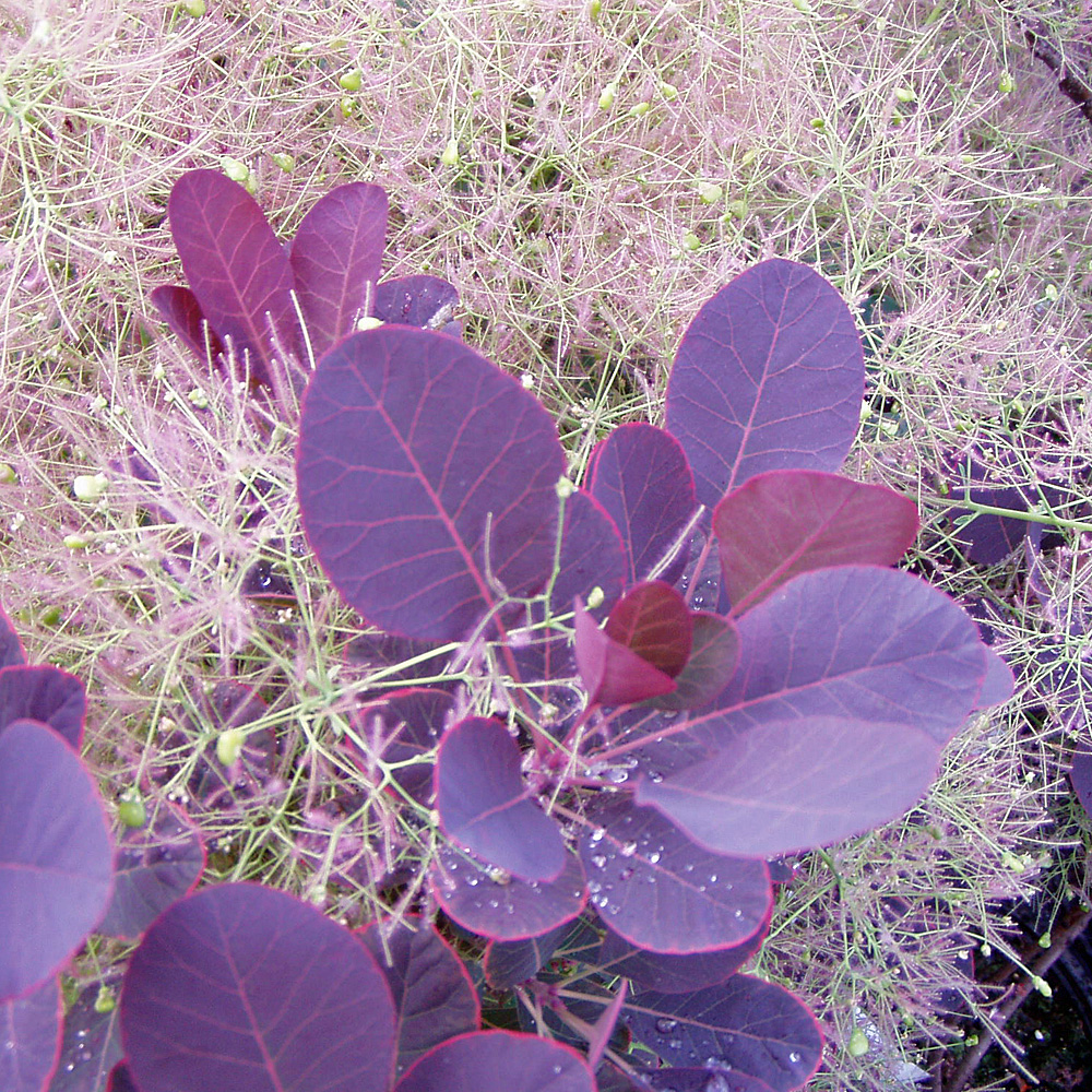 Perückenstrauch Royal Purple, Cotinus, Blütenschmuck, Fruchtschmuck, 