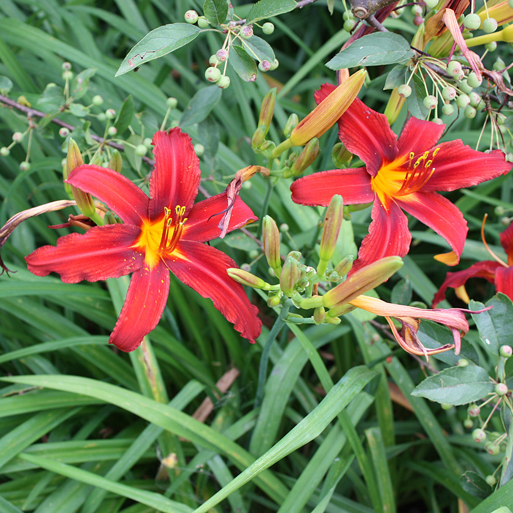 Taglilie Crimson Pirate, Hemerocallis, Blütenpflanze