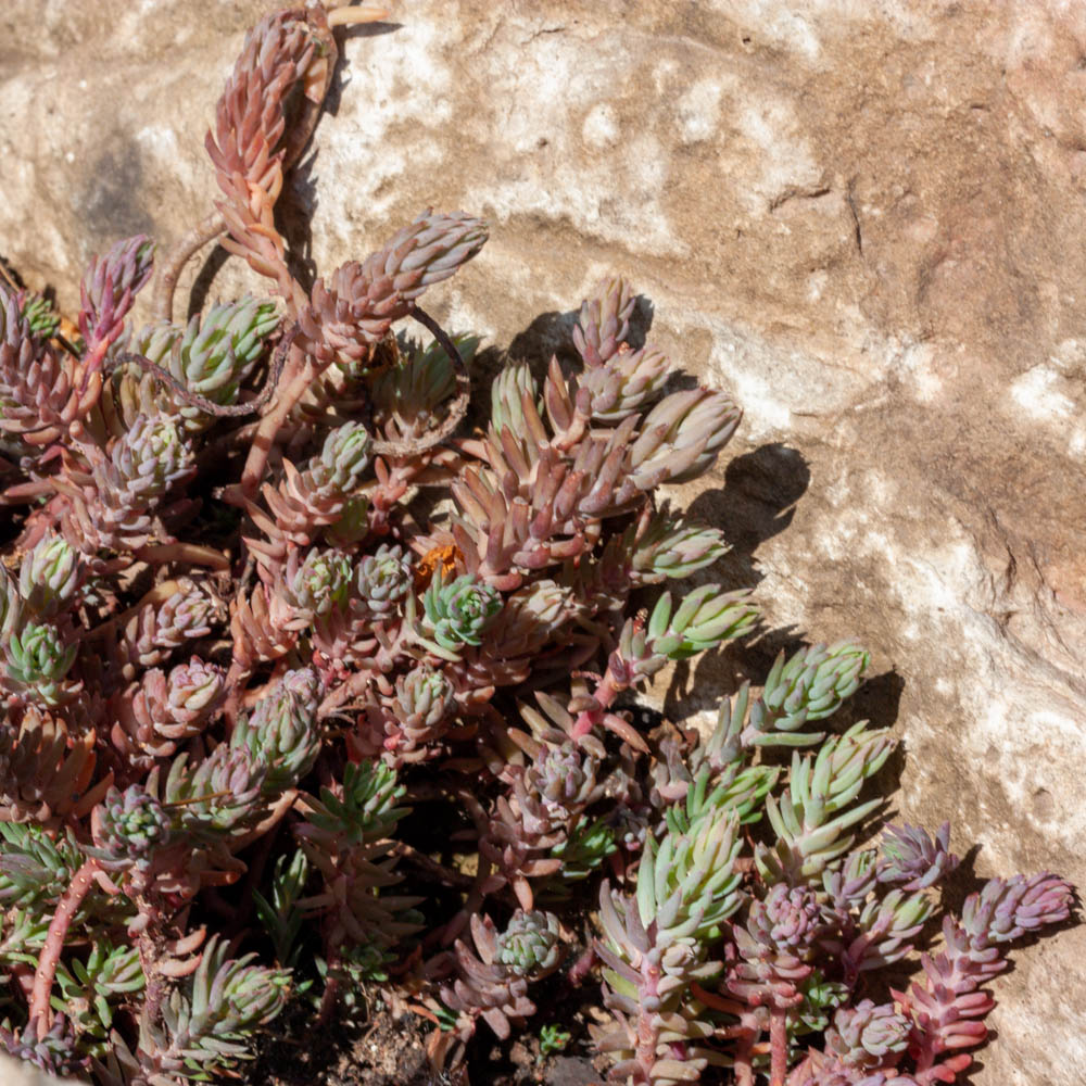 Tripmadam, Sedum reflexum, Steingarten, Dachgarten
