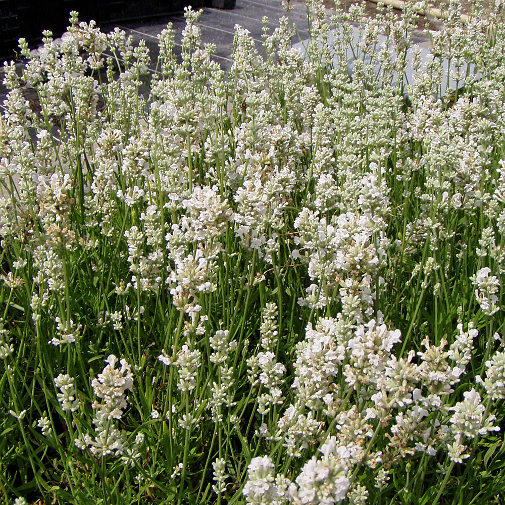 Lavendel Nana Alba, Lavandula, Bienenweide, Duftpflanze