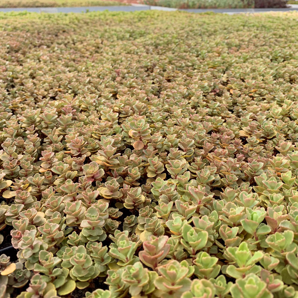 Teppichsedum Erdblut, Sedum, Bodendecker