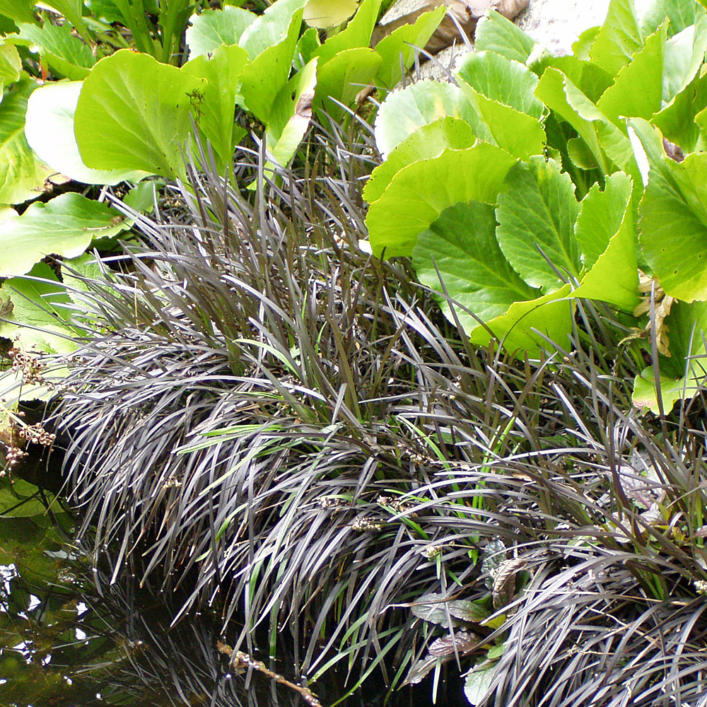 Schlangenbart Nigrescens, Blattschmuck, Grasähnlich 