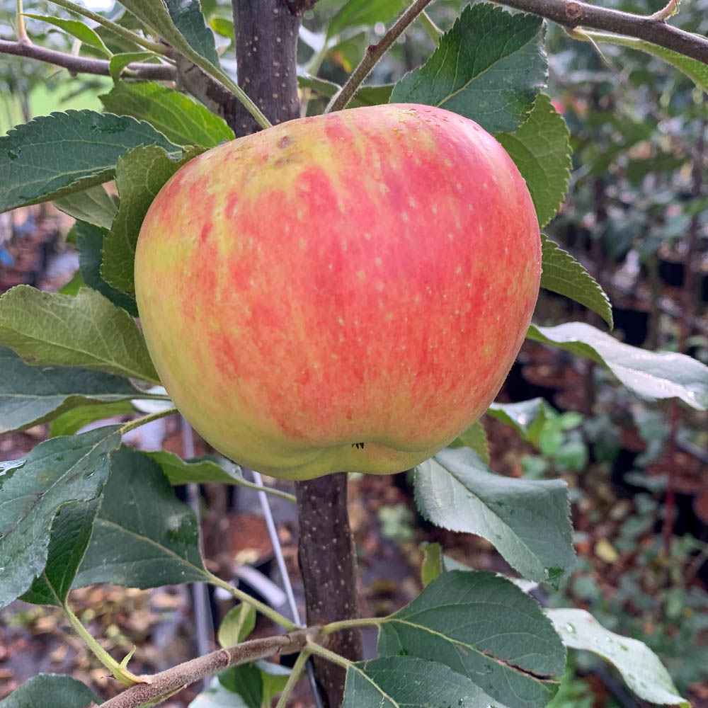 Apfel 'Dülmener Rosenapfel'