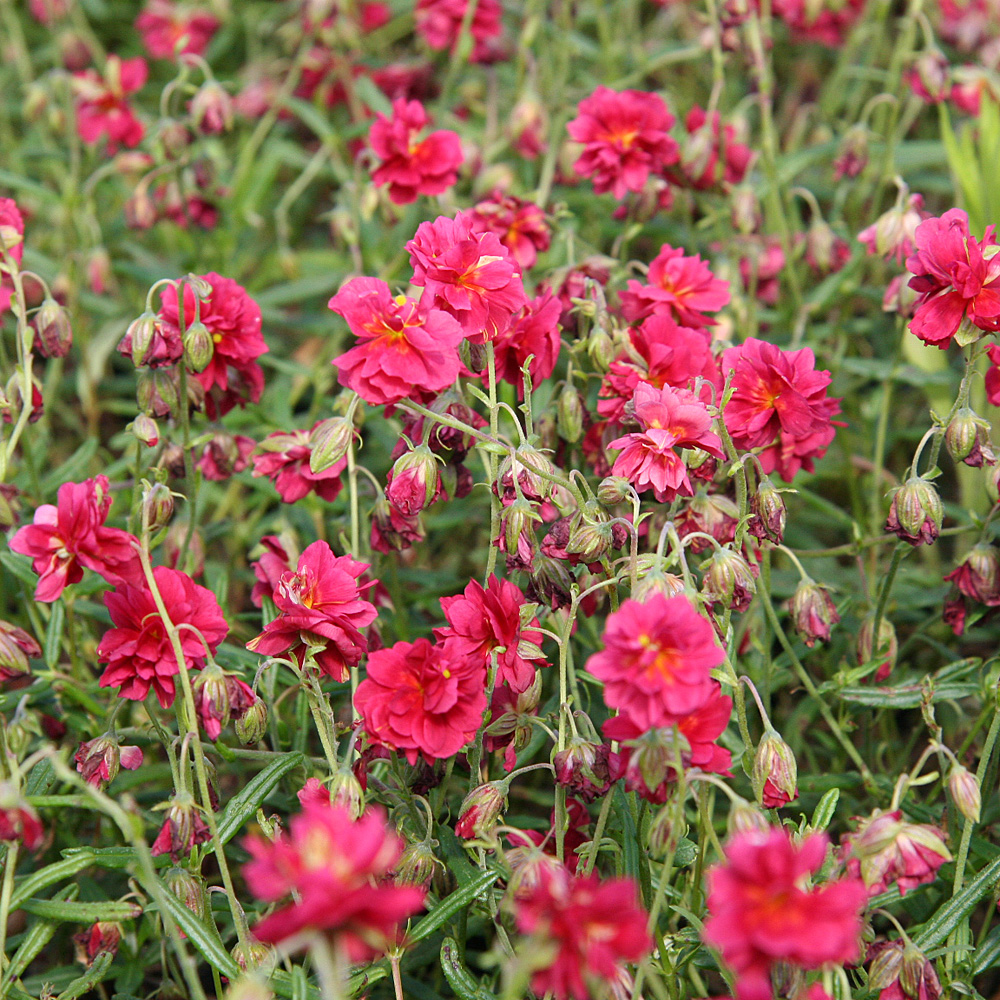 Sonnenröschen Cerise Queen, Bodendecker
