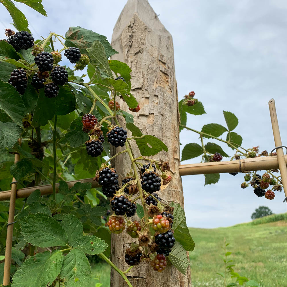 Brombeere 'Theodor Reimers'