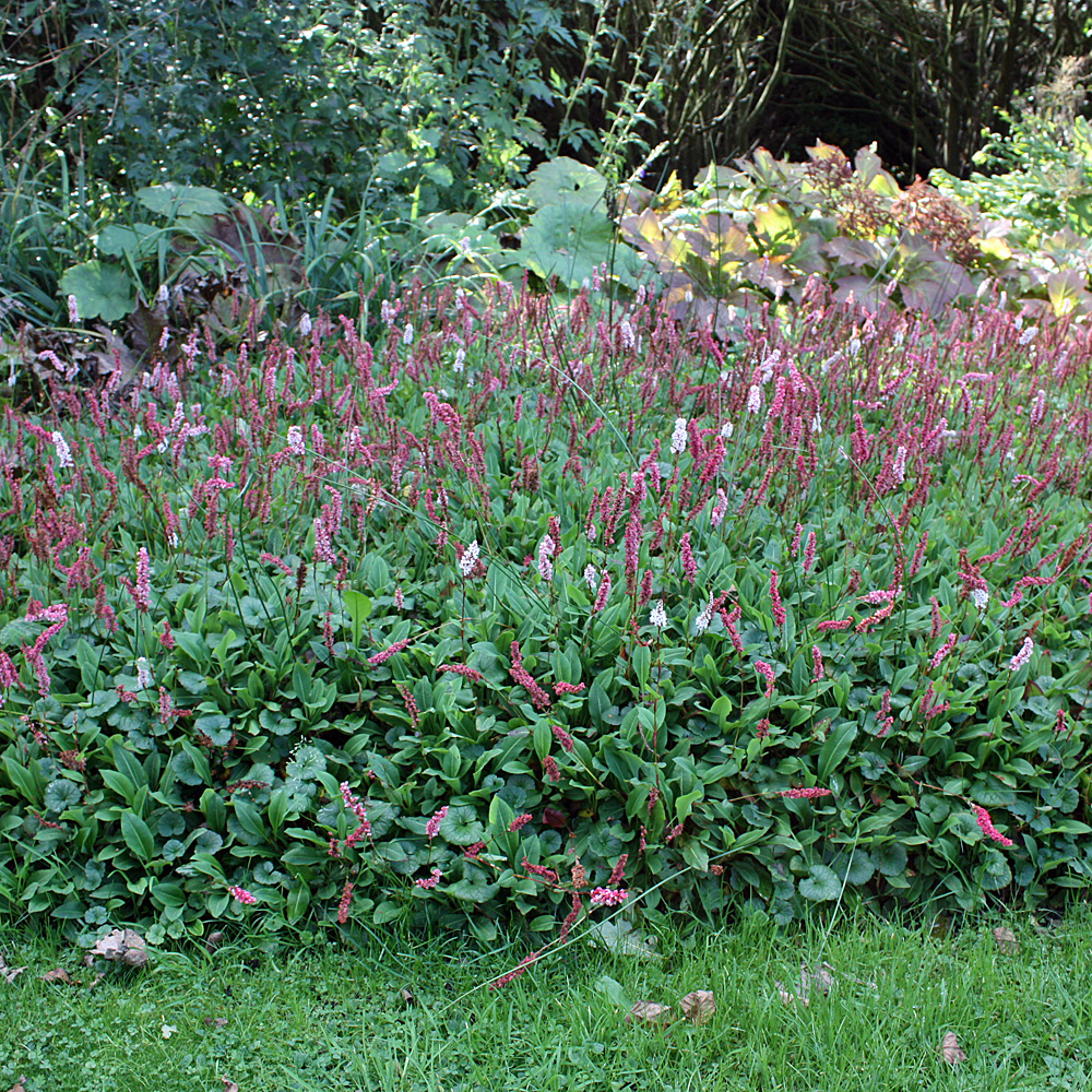Schlangenknöterich Darjeeling Red, Bistorta, Bodendecker
