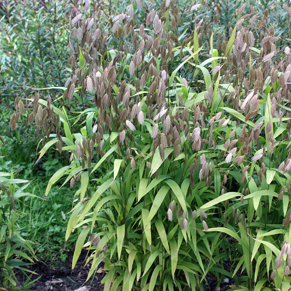 Breitährengras, Chasmanthium latifolium, Ziergras, Blütenähren