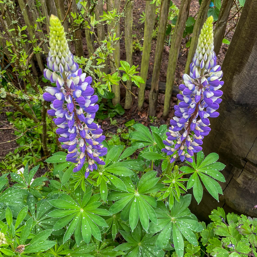 Lupine Kastellan, Lupinus, Wildstaude, Blütenpflanze