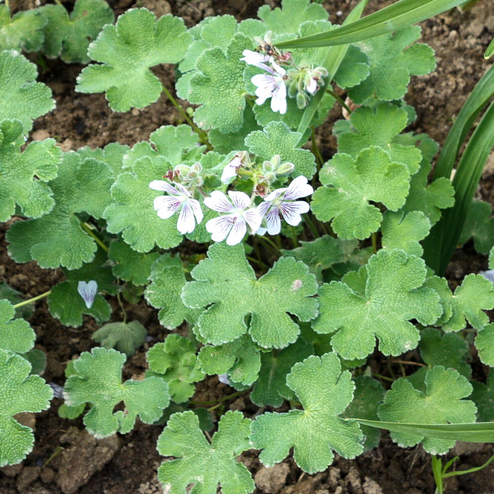 Kaukasus Storchschnabel