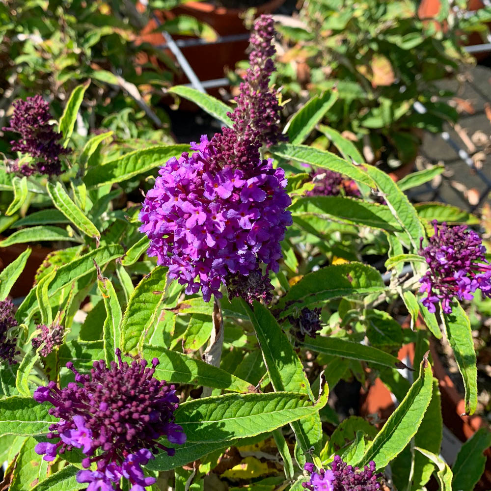 Zwerg Sommerflieder Butterfly Candy 'Little Purple'