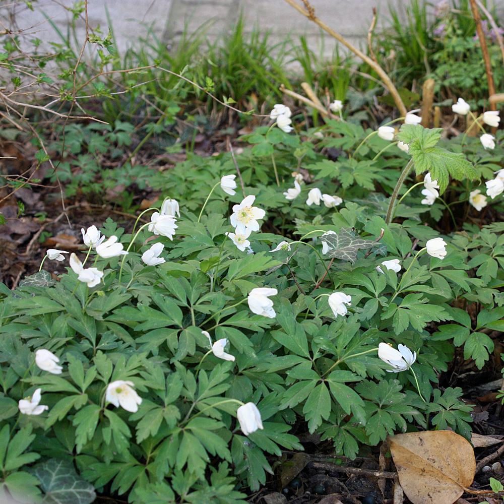 Frühjahrsblüher, Anemone, Windröschen