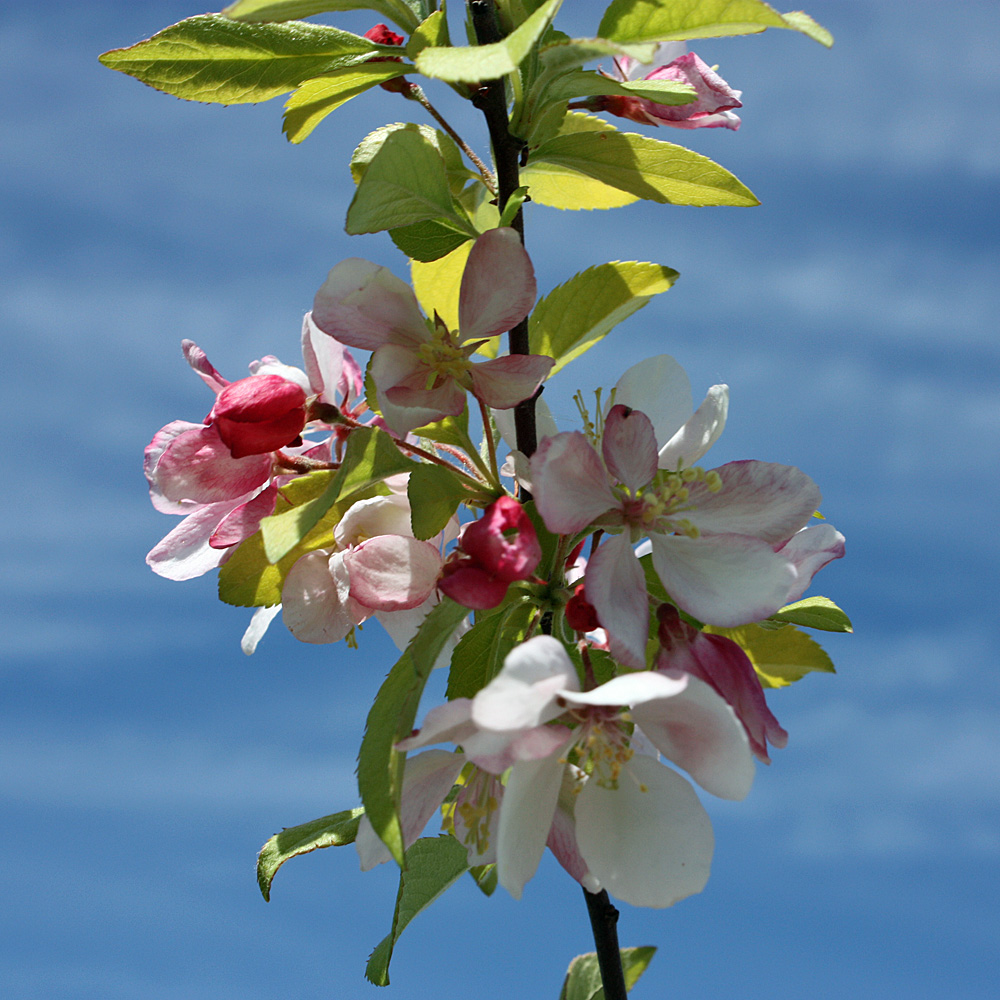 Zierapfel 'Evereste' ®
