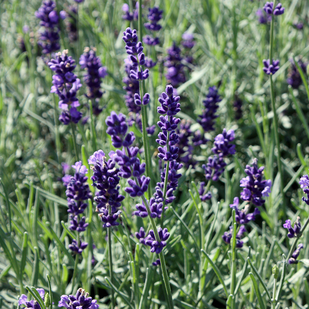 Lavendel Hidcote Blue, Lavendula, Duftpflanze