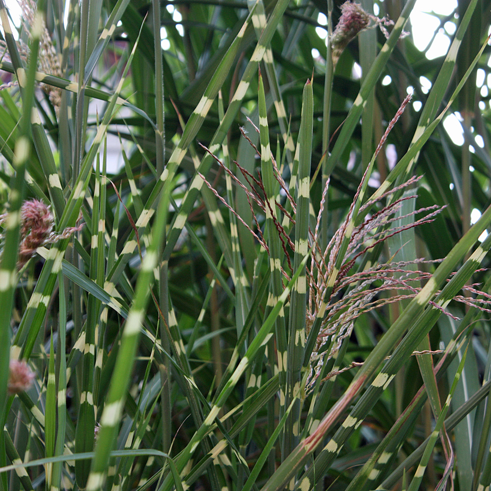 Zebraschilf Stictus