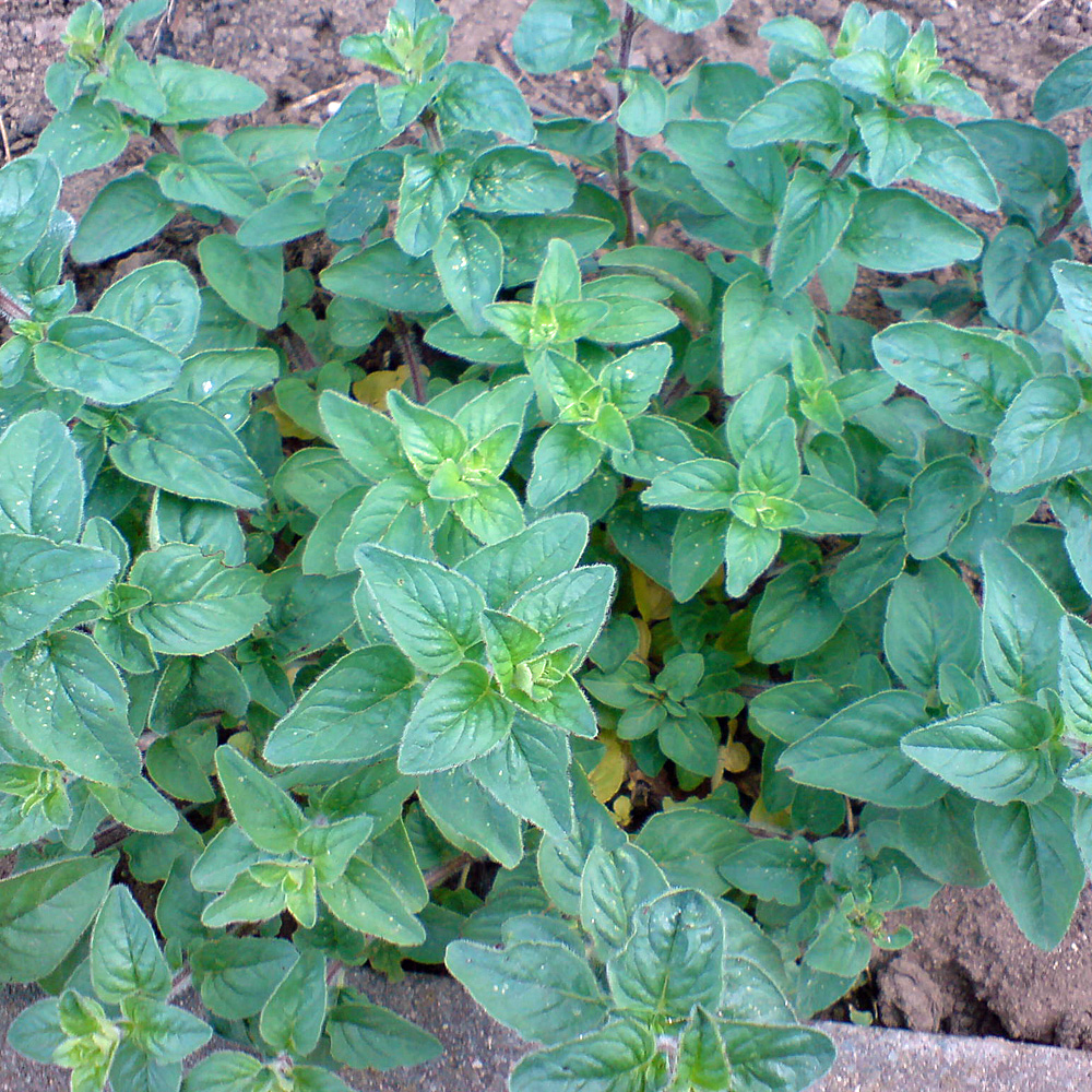 Oregano, Gewürz, Küchenkraut, Kräuter