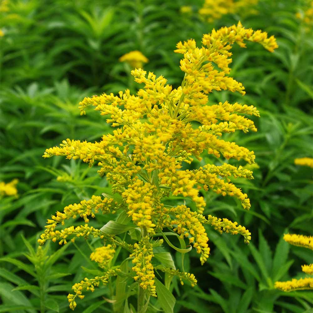 Prachtgoldrute 'Goldkind'