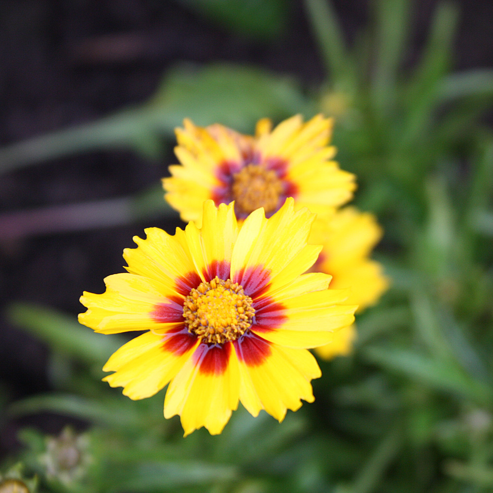 Kokardenblume Bremen, Beetstaude, Blütenpflanze
