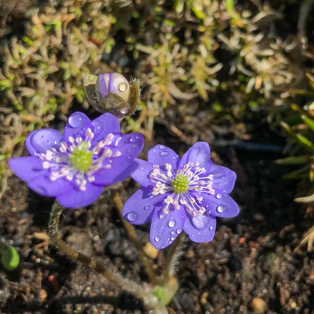 Leberblümchen