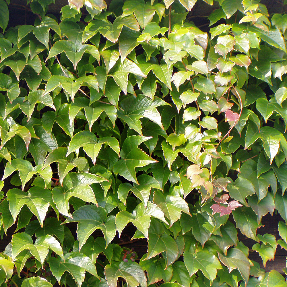 Wilder Wein 'Veitchii'