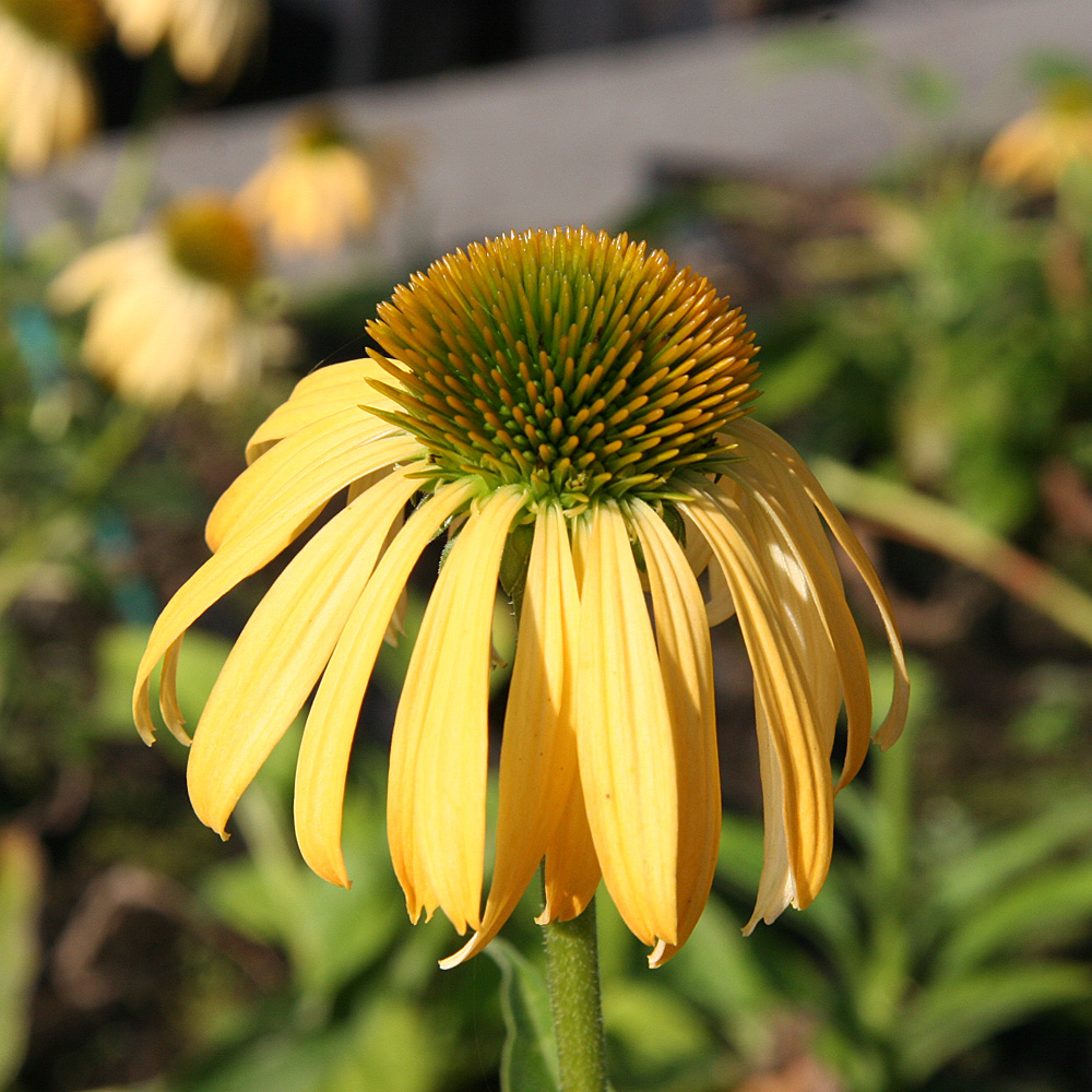 Sonnenhut Harvest Moon, Echinacea, Prachtstaude