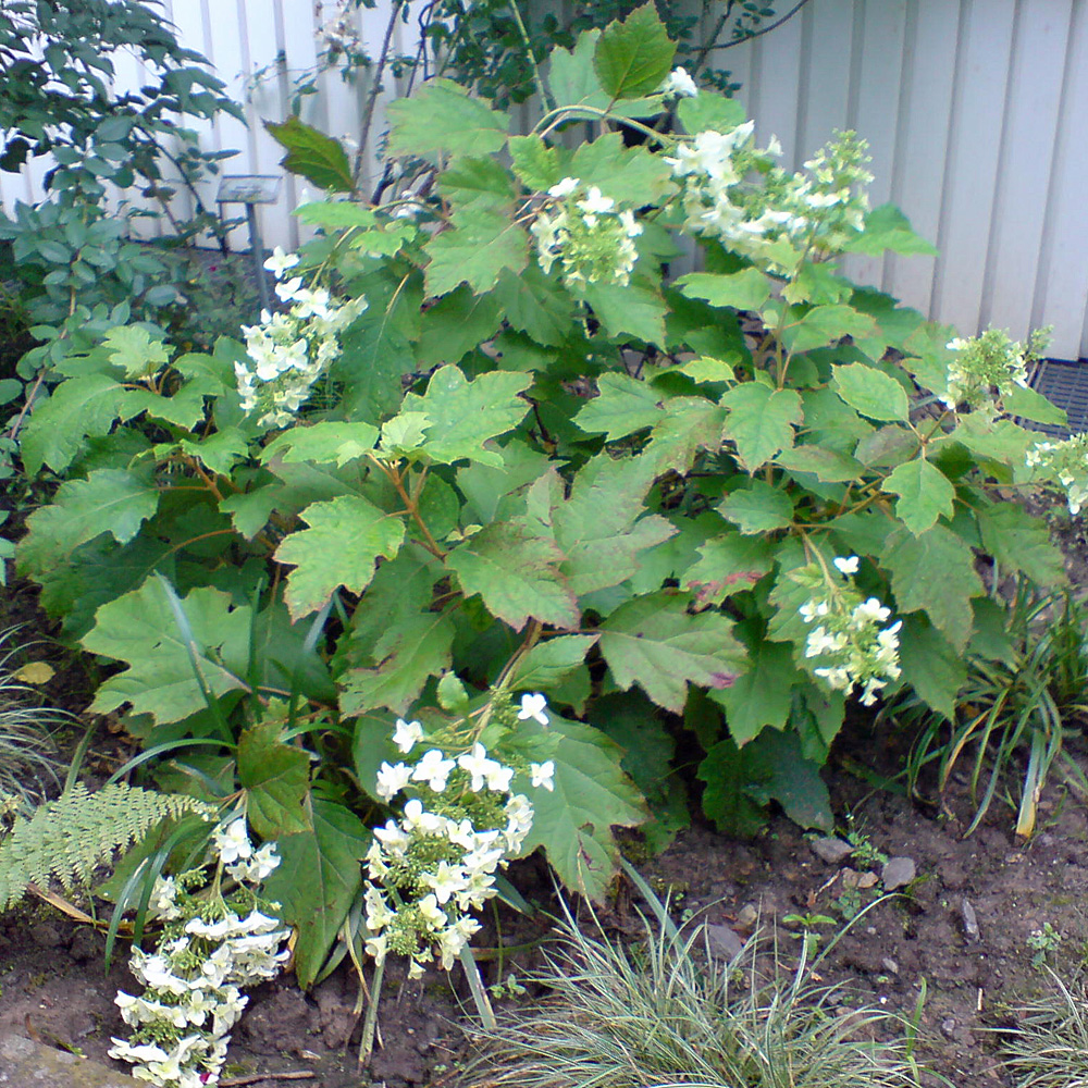 Eichblatthortensie, Hydrangea, Blütenstrauch