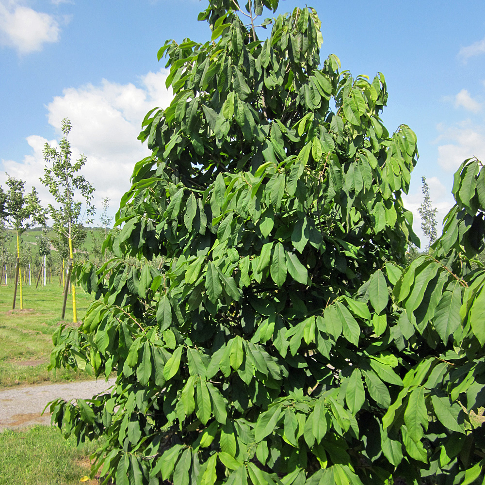 Indianer Banane 'Prima' - Papau 'Prima'