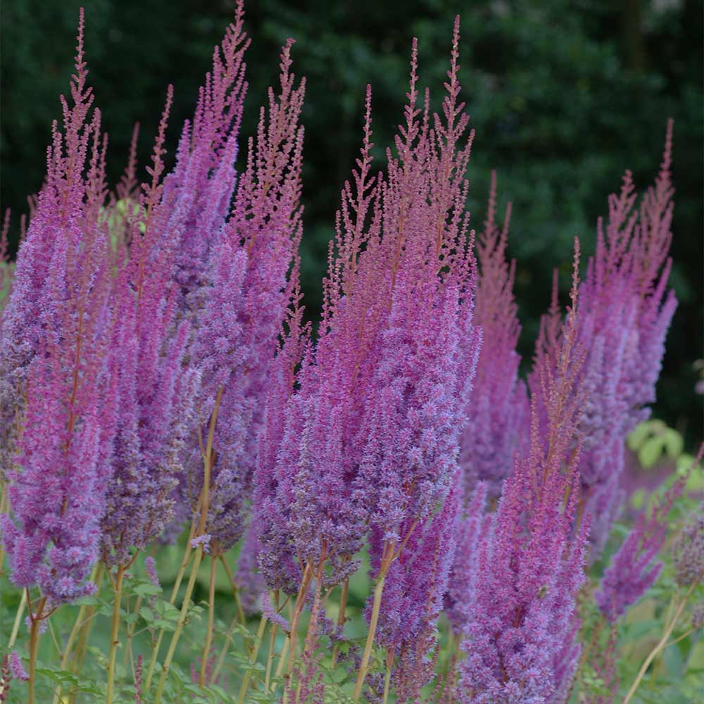 Lanzenspiere 'Purpurlanze'