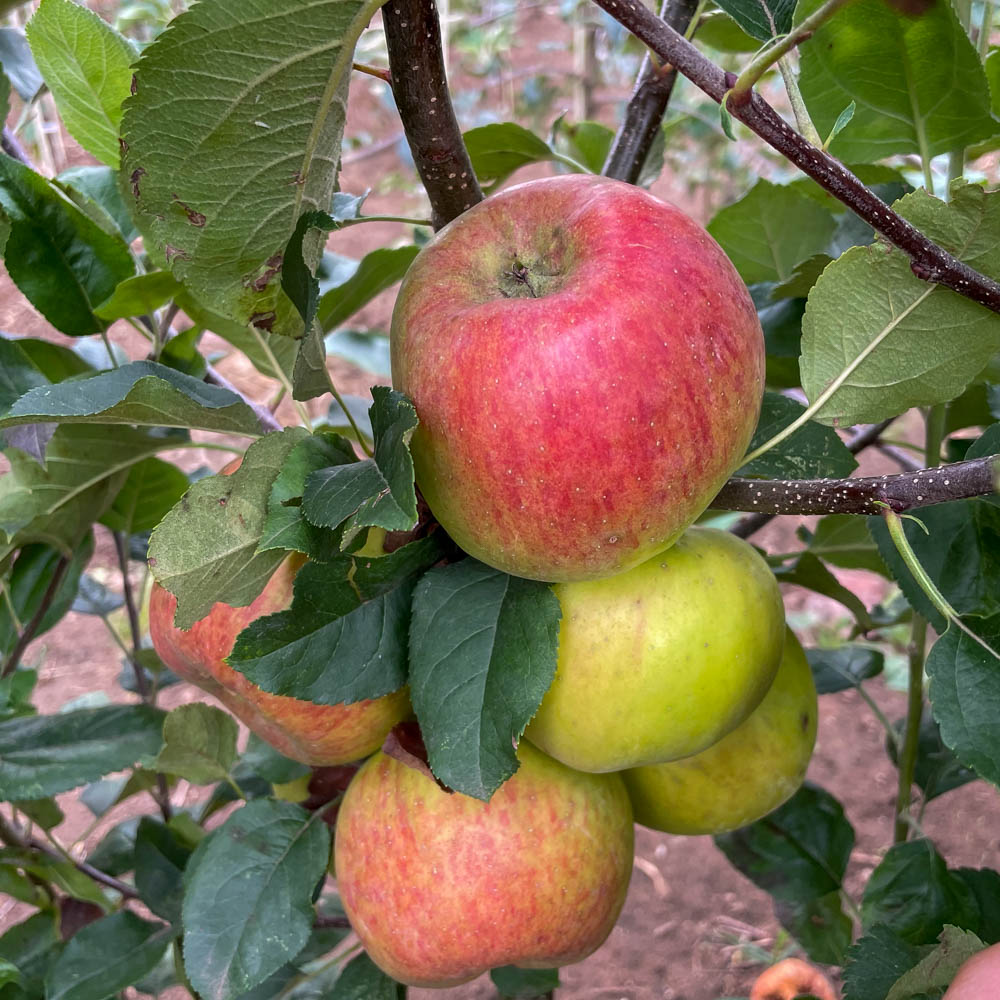 Apfel 'Topaz' ®