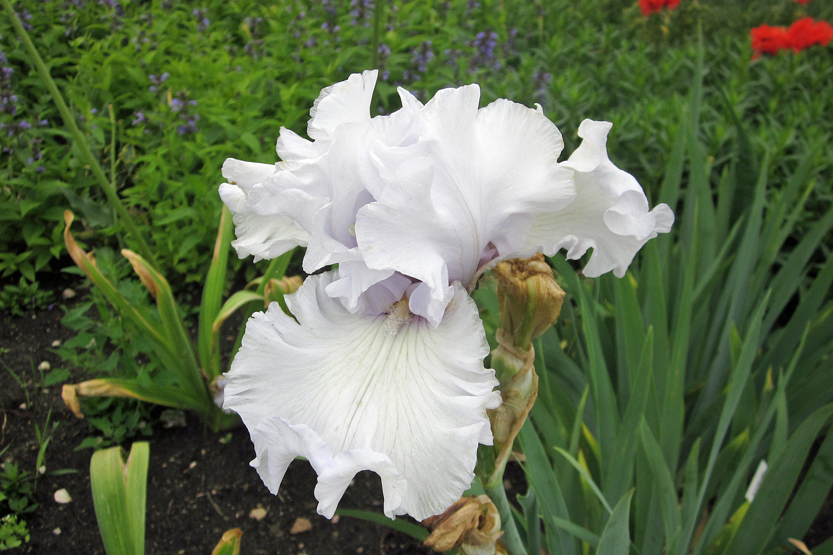 Gärtnertipp Bart- Iris