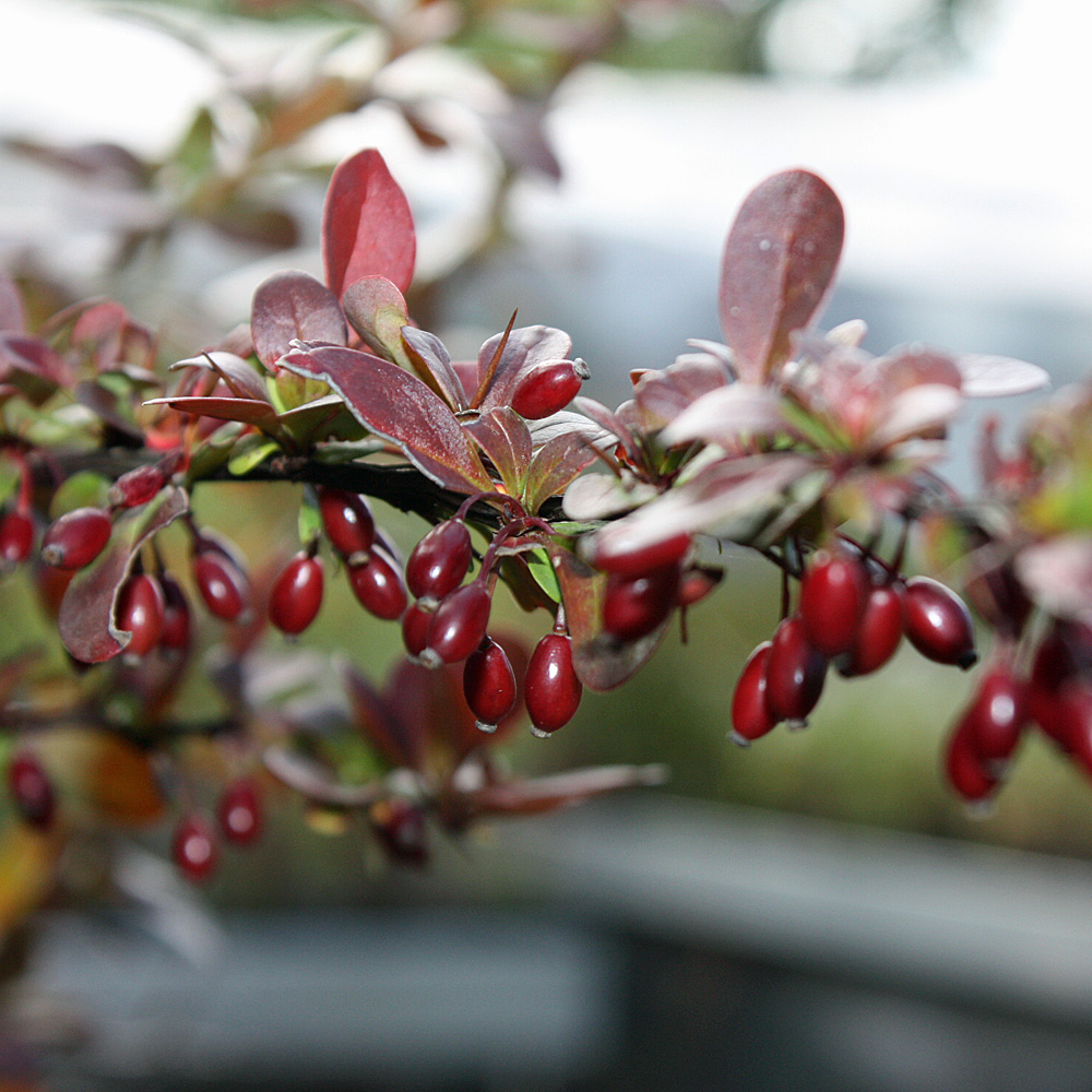 Kleine Blutberberitze, Berberitze, Berberis, Zwerggehölz