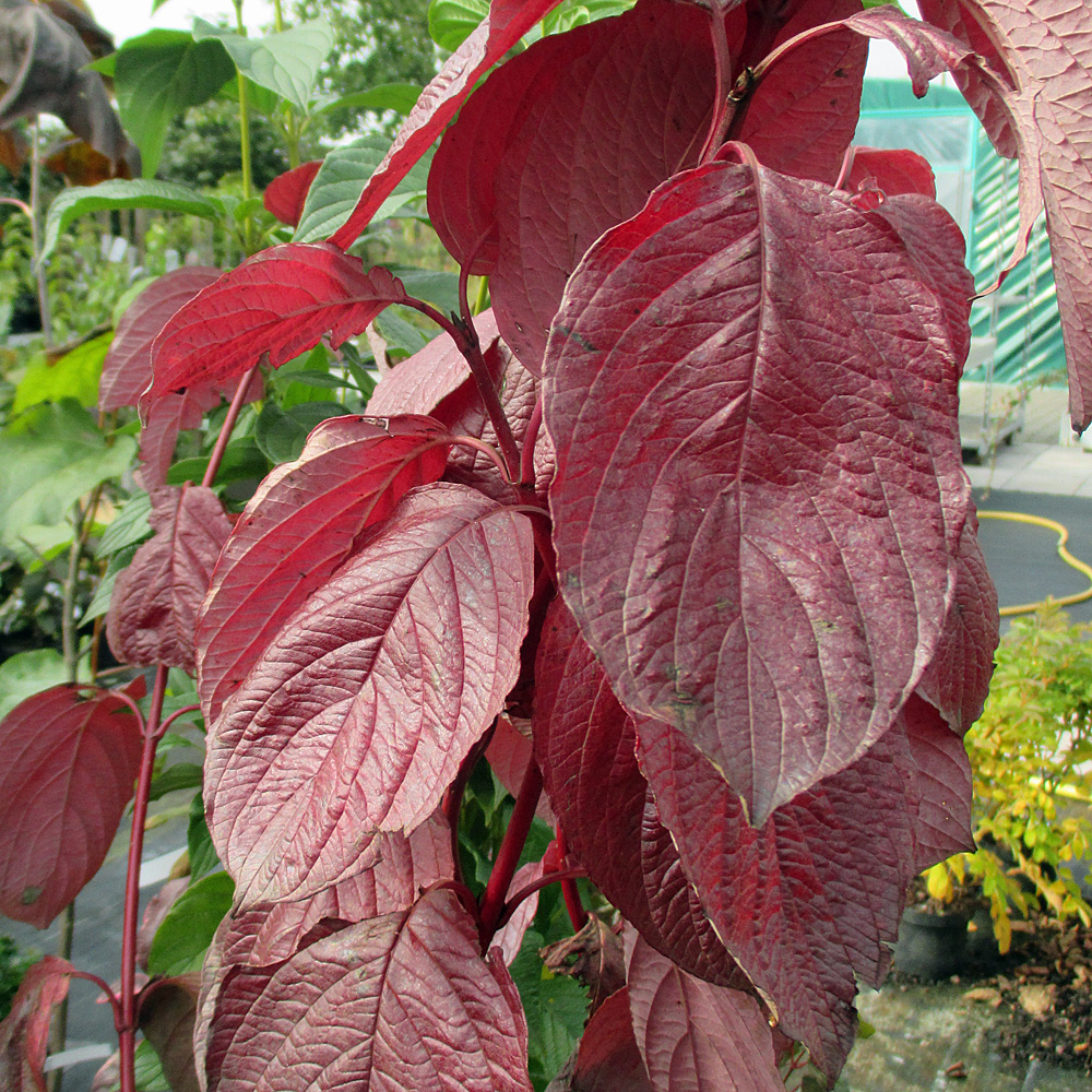 Purpur Hartriegel, Blütenstrauch, Cornus, Heckenpflanze
