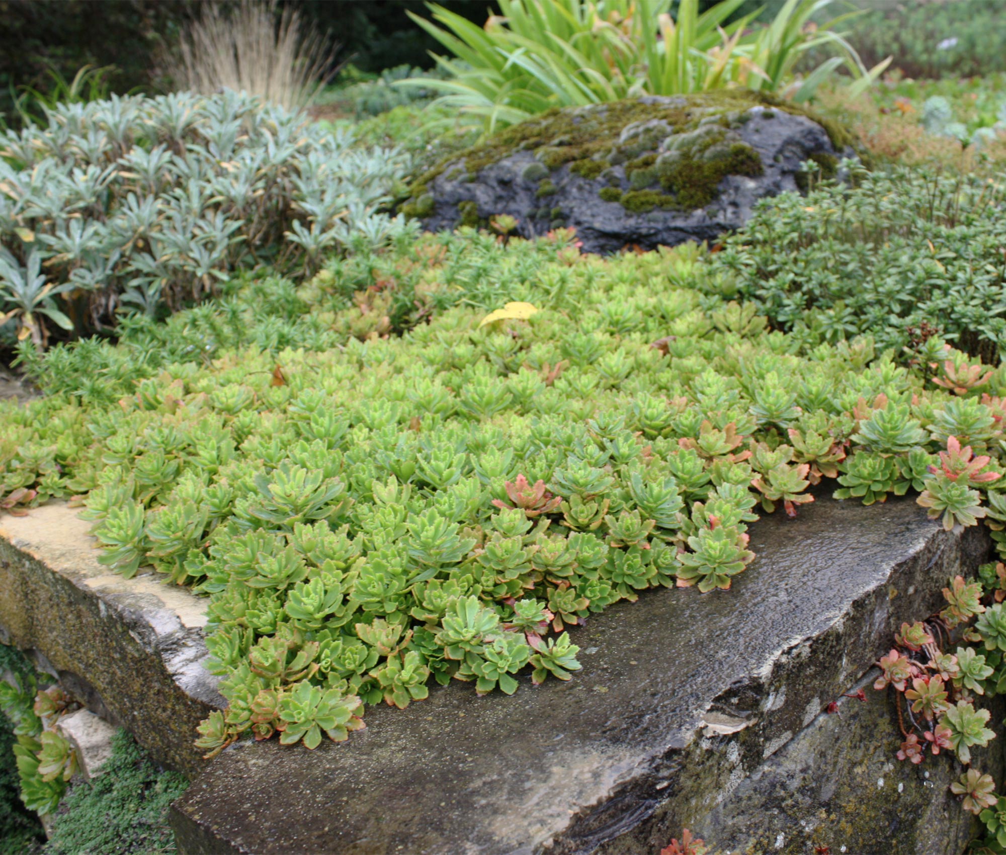Sedum Mix-Platte