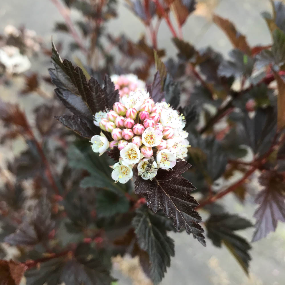 Blasenspiere 'Tiny Wine' ®