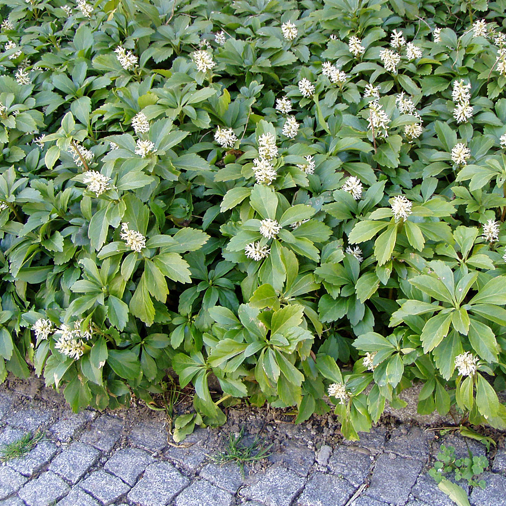 Dickmännchen, Pachysandra,