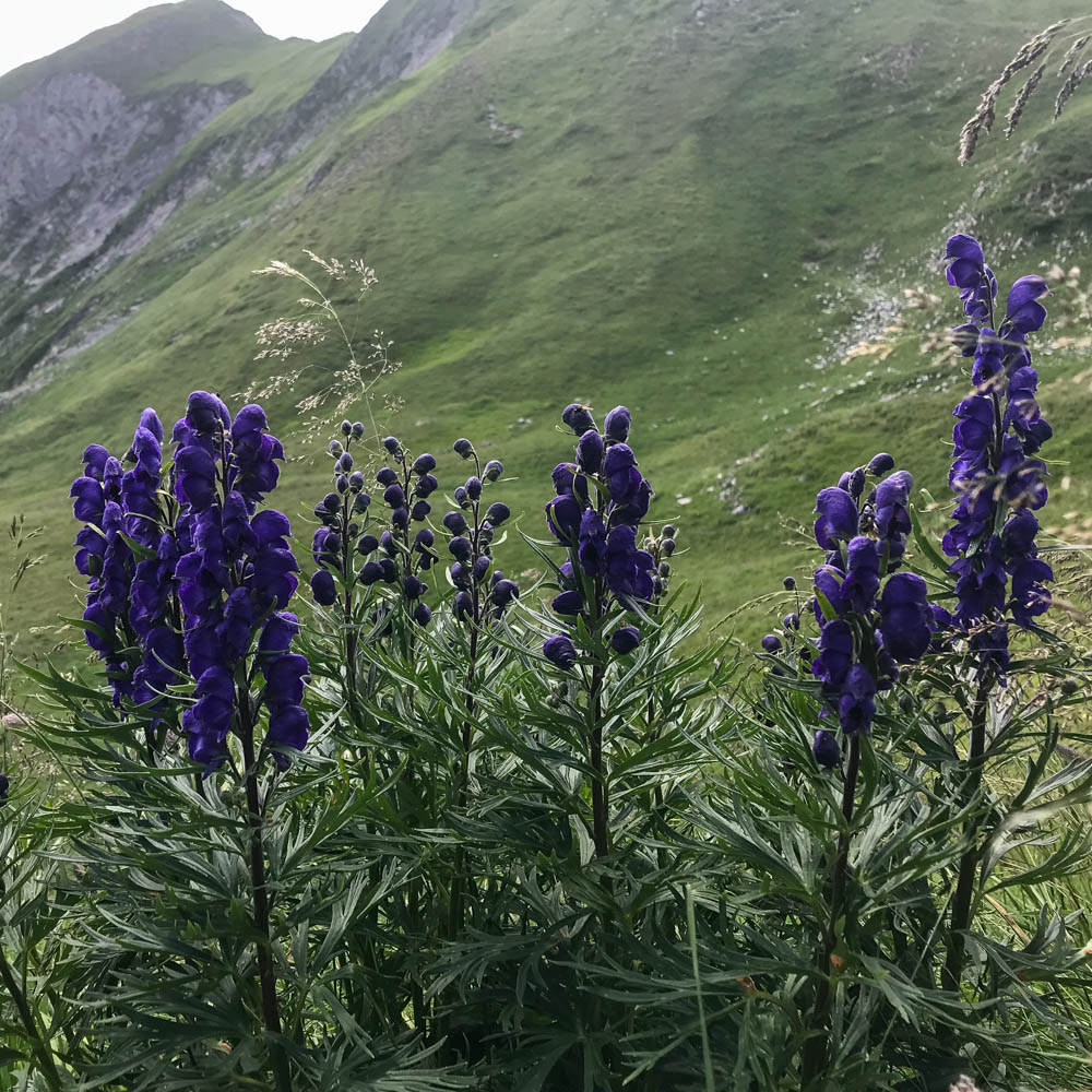 Blauer Eisenhut