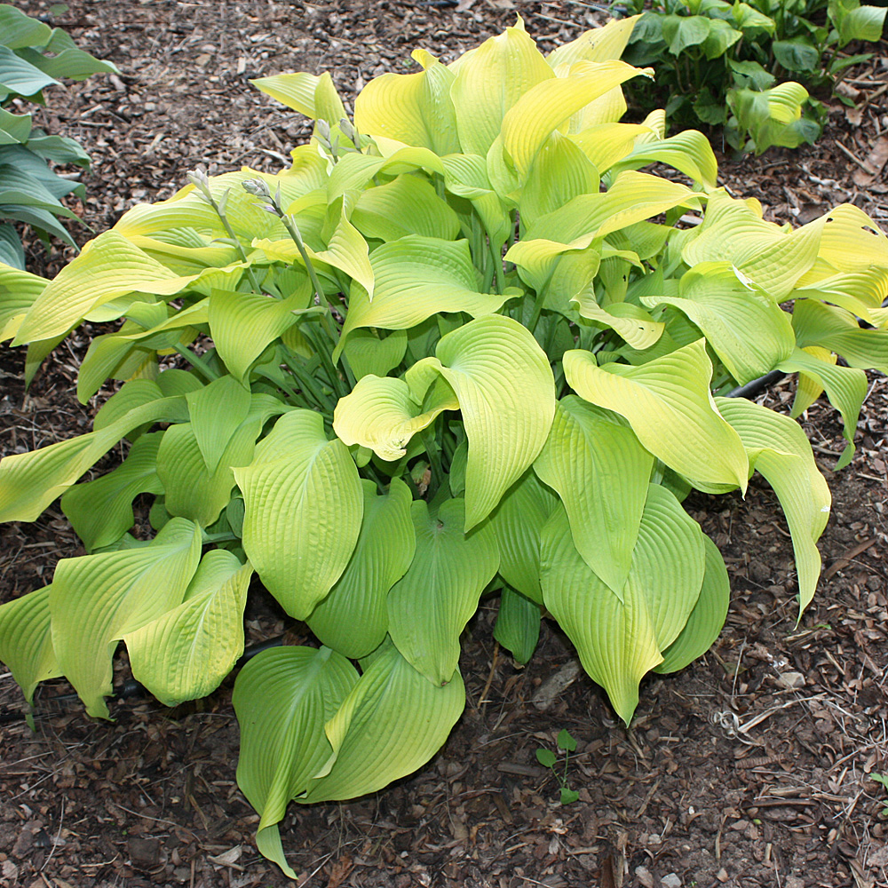 Gelblaubige Funkie August Moon, Hosta, Blattschmuck, Unterbepflanzung