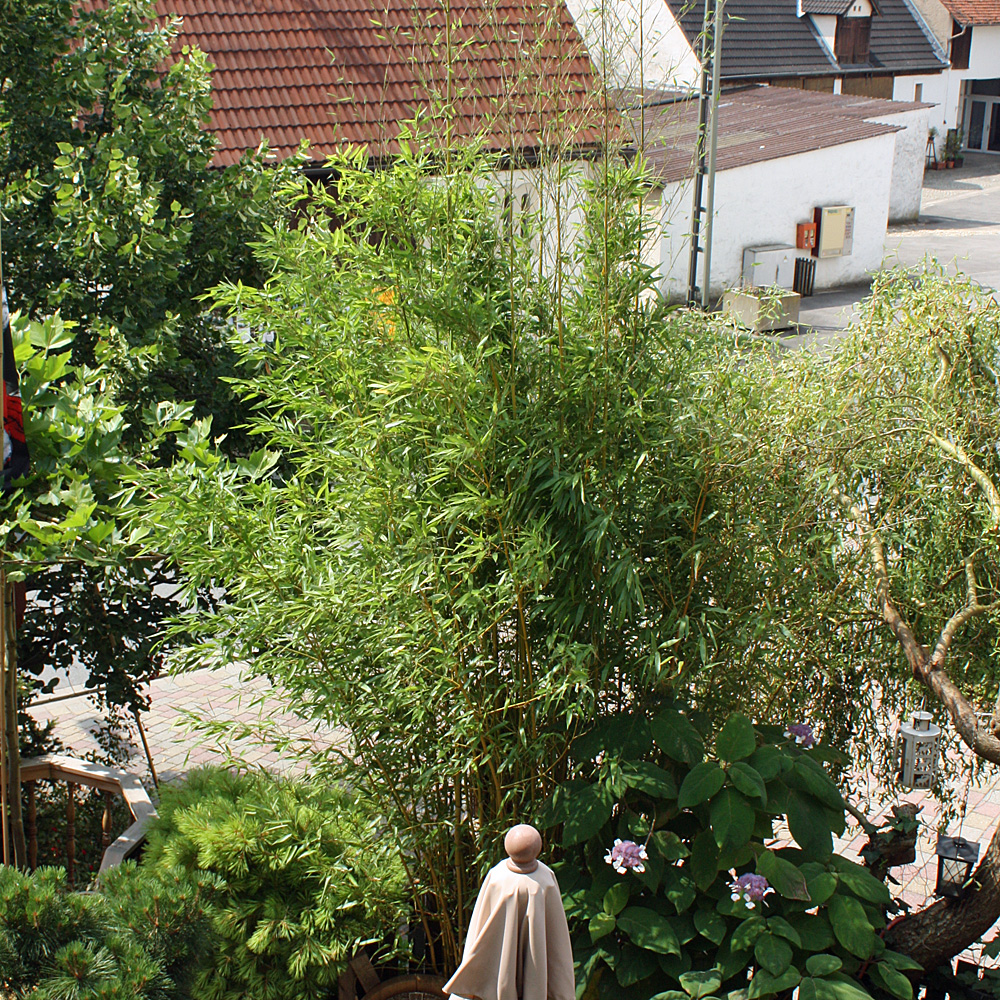Phyllostachy-Spectabilis